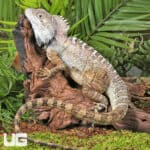 Northern Forest Dragon (Hypsilurus godeffroyi) For Sale - Underground Reptiles