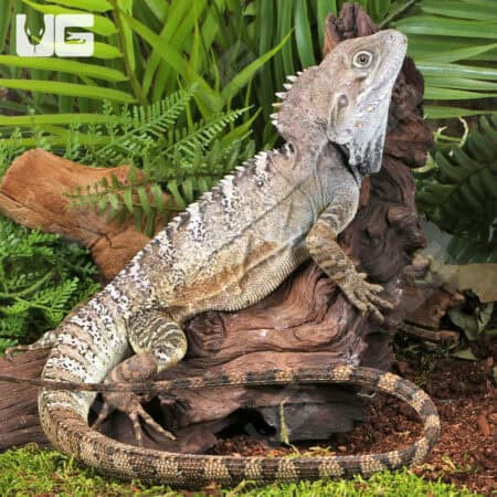 Northern Forest Dragon (Hypsilurus godeffroyi) For Sale - Underground Reptiles