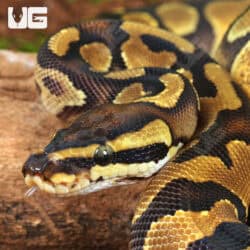 Baby Orange Dream Enchi D.H. VPI Axanthic Pied Ball Python For Sale - Underground Reptiles