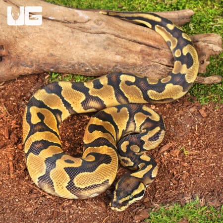 Baby Orange Dream Enchi D.H. VPI Axanthic Pied Ball Python For Sale - Underground Reptiles