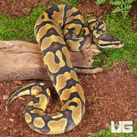 Baby Orange Dream Enchi D.H. VPI Axanthic Pied Ball Python For Sale - Underground Reptiles