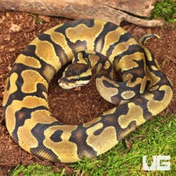 Baby Orange Dream Enchi D.H. VPI Axanthic Pied Ball Python For Sale - Underground Reptiles