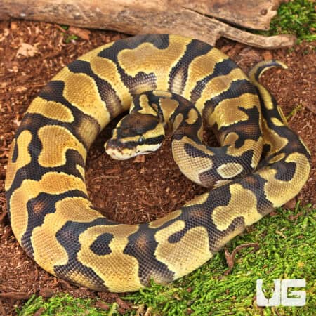 Baby Orange Dream Enchi D.H. VPI Axanthic Pied Ball Python For Sale - Underground Reptiles