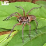Pine Giant Wolf Spider (Hogna SP. Pine Giant) For Sale - Underground Reptile