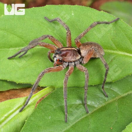 Pine Giant Wolf Spider (Hogna SP. Pine Giant) For Sale - Underground Reptile