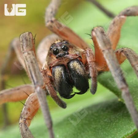 Pine Giant Wolf Spider (Hogna SP. Pine Giant) For Sale - Underground Reptile
