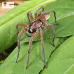 Pine Giant Wolf Spider (Hogna SP. Pine Giant) For Sale - Underground Reptile