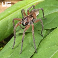 Pine Giant Wolf Spider (Hogna SP. Pine Giant) For Sale - Underground Reptile