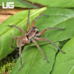 Pine Giant Wolf Spider (Hogna SP. Pine Giant) For Sale - Underground Reptile