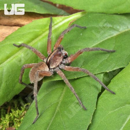 Pine Giant Wolf Spider (Hogna SP. Pine Giant) For Sale - Underground Reptile