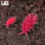Pink Pinecone Springtail (Collembola sp) For Sale - Underground Reptiles