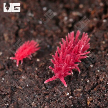 Pink Pinecone Springtail (Collembola sp) For Sale - Underground Reptiles