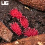 Pink Pinecone Springtail (Collembola sp) For Sale - Underground Reptiles