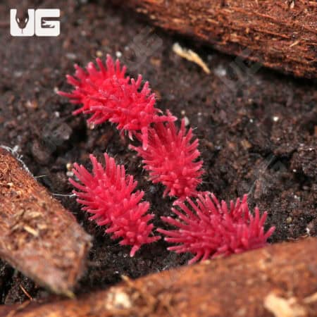 Pink Pinecone Springtail (Collembola sp) For Sale - Underground Reptiles