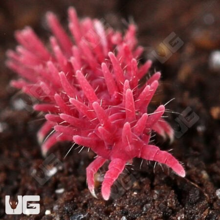 Pink Pinecone Springtail (Collembola sp) For Sale - Underground Reptiles