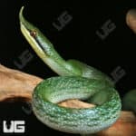 Rhino Ratsnake For Sale - Underground Reptiles
