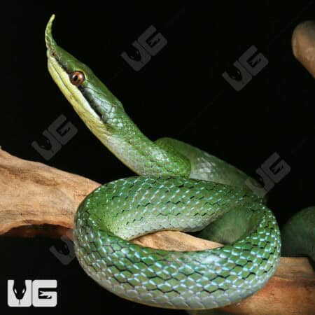 Rhino Ratsnake For Sale - Underground Reptiles