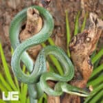 Rhino Ratsnake For Sale - Underground Reptiles