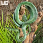 Rhino Ratsnake For Sale - Underground Reptiles