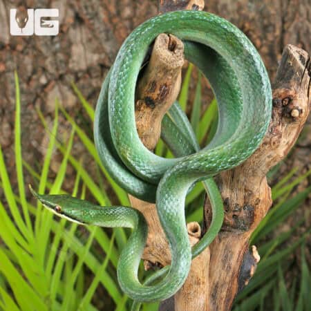 Rhino Ratsnake For Sale - Underground Reptiles