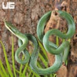 Rhino Ratsnake For Sale - Underground Reptiles