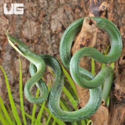 Rhino Ratsnake For Sale - Underground Reptiles