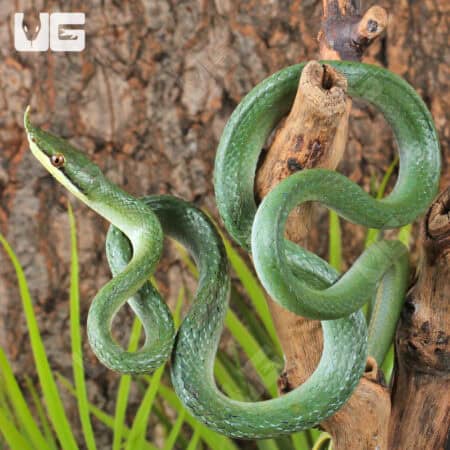 Rhino Ratsnake For Sale - Underground Reptiles