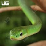 Florida Rough Green Snake For Sale - Underground Reptiles