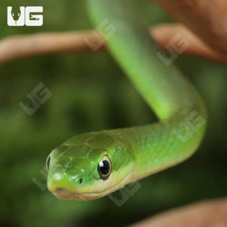 Florida Rough Green Snake For Sale - Underground Reptiles