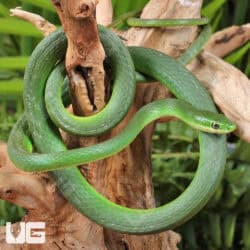 Florida Rough Green Snake For Sale - Underground Reptiles
