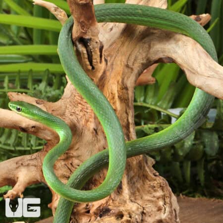 Florida Rough Green Snake For Sale - Underground Reptiles