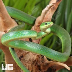 Florida Rough Green Snake For Sale - Underground Reptiles