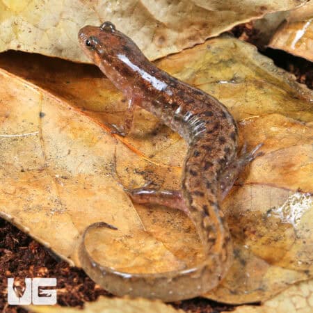 Seal Salamanders For Sale - Underground Reptiles