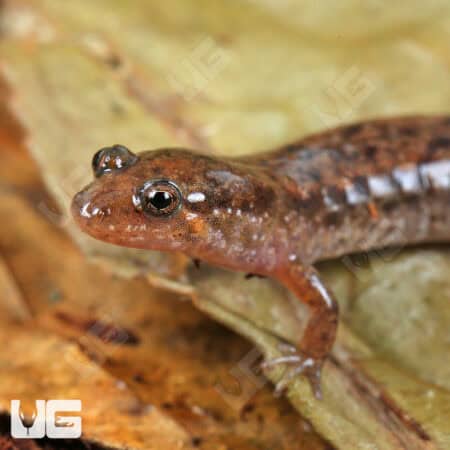 Seal Salamanders For Sale - Underground Reptiles