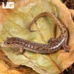 Seal Salamanders For Sale - Underground Reptiles