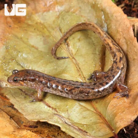 Seal Salamanders For Sale - Underground Reptiles