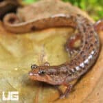 Seal Salamanders For Sale - Underground Reptiles