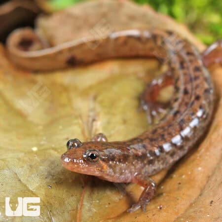 Seal Salamanders For Sale - Underground Reptiles