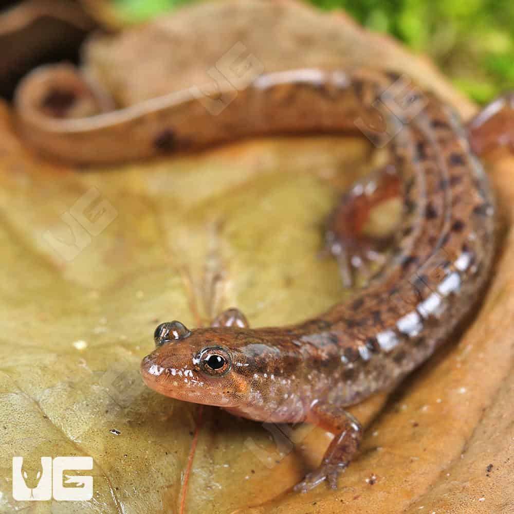 Seal Salamanders For Sale - Underground Reptiles