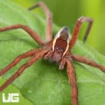 Striped Nursery Web Spiders For Sale - Underground Reptiles
