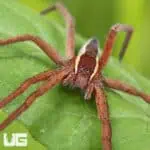 Striped Nursery Web Spiders For Sale - Underground Reptiles