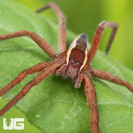 Striped Nursery Web Spiders For Sale - Underground Reptiles