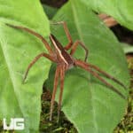 Striped Nursery Web Spiders For Sale - Underground Reptiles
