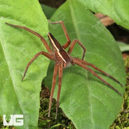 Striped Nursery Web Spiders For Sale - Underground Reptiles