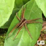 Striped Nursery Web Spiders For Sale - Underground Reptiles