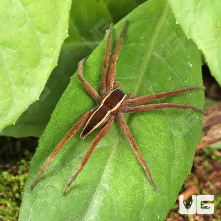 Striped Nursery Web Spiders For Sale - Underground Reptiles