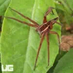 Striped Nursery Web Spiders For Sale - Underground Reptiles