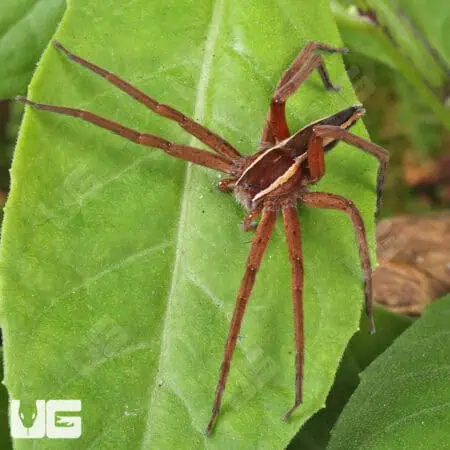 Striped Nursery Web Spiders For Sale - Underground Reptiles