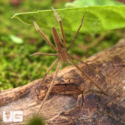 Slender Nursery Web Spiders for sale - Underground Reptiles