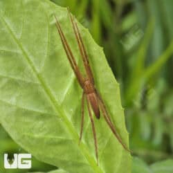 Slender Nursery Web Spiders for sale - Underground Reptiles